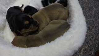 Canasta de cachorros rescatados lloran por comida a la hora de comer