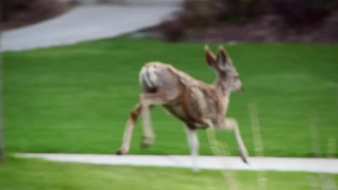 Deer running across road