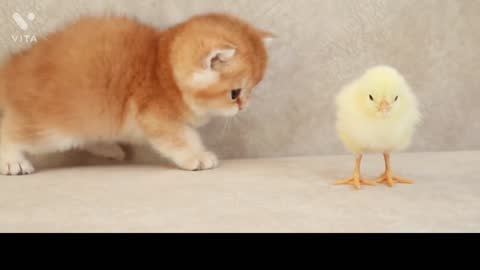 Cute baby cat playing with baby🐤