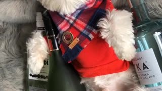 Music white dog in red vest surrounded by alcohol