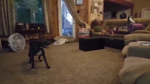 Funny Dog Loves To Make Kids Laugh, Super Cute