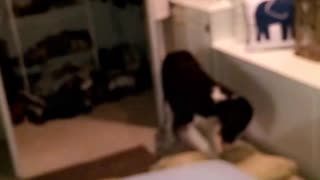 Black dog scratching pillow on ground