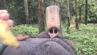 elephant begs