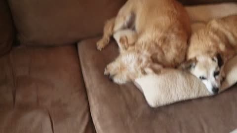 2 animals cuties sleeping together