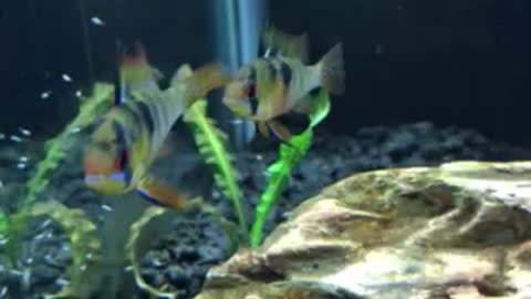 Spawn of German Blue Rams!