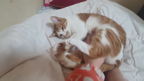 pretend sleeping kitten