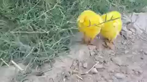 Baby Chicks | Colorful Chicks | Short Video | Baby Chicks Playing Coloured Chicks | Pets Heaven TV