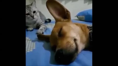 The dog farted in a dream. Cat doesn't like it