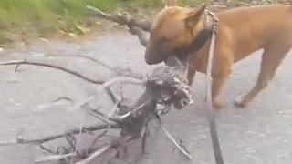 Perro adora a un árbol, decide llevárselo a casa