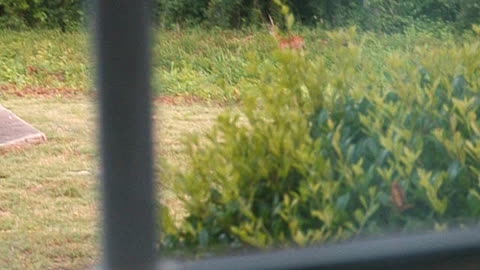 Deer by the house