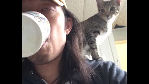 Cat sits on owner's shoulder while he drinks from cup