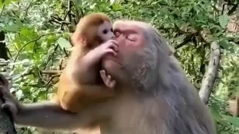 Little monkey and her mother