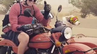 Motorcyclists Using Sidecar to Travel with Both Dogs