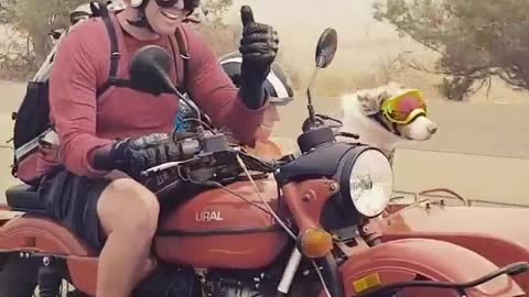 Motorcyclists Using Sidecar to Travel with Both Dogs
