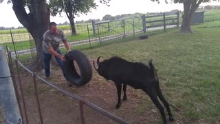Billy Goat Plays with Tire Swing