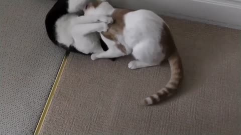 Funny & Cute Cat Fight Compilation Video