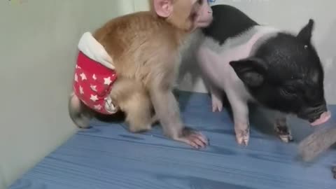 Cute little monkey and piggy playing