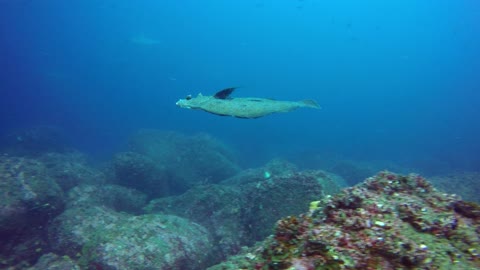Scuba diver captures one of the ocean's most bizarre fish