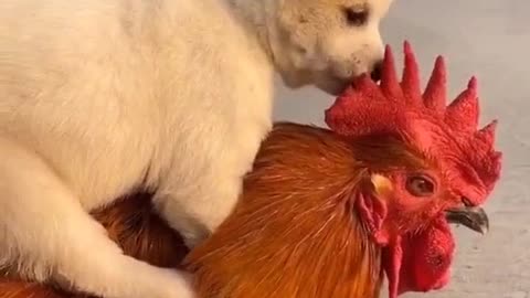 Cute puppy carried by a chicken