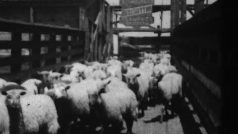 Sheep Run, Chicago Stockyards (1897 Original Black & White Film)