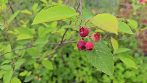 Shadblow Serviceberry Tree Ripe Fruit 05/12/2024
