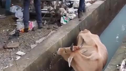 Watch how this cow was rescued from the stream