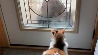 Cat Doesn't Like Bear Cub at Front Door