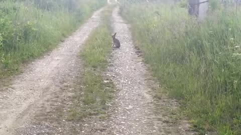 Hare guard! 👍 👍 👍