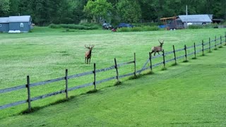 Frolicking Bull Elk