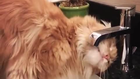 beautiful fluffy cat tries to drink
