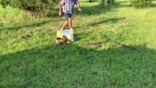 Southern African Python Strikes Handler