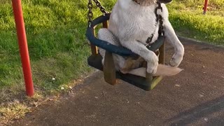 Dog Loves Getting Pushed On The Swings