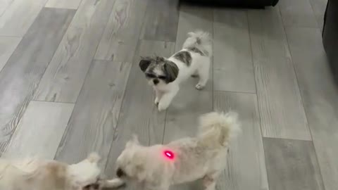 Dogs Indoor Laser Pointer Fun