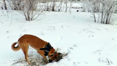 A Cute Dogs Hunting Through Snow
