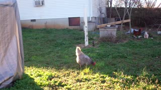 five minutes of quite redneck chicken time