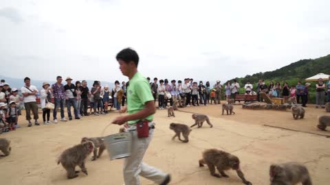 Monkey park in Kyoto where you can feed 100 monkeys