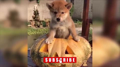 Baby Docs Video Cute Pets And Funny Animals 2021 Compilation #6 FOND OF ANIMALS