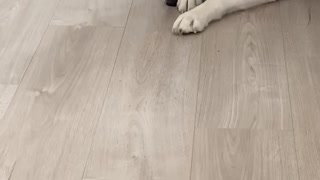 Husky Loses Treat Under Her Own Paw