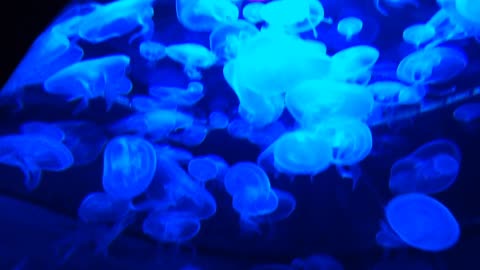 Water animals ||jelly fish ||jelly fish movement||