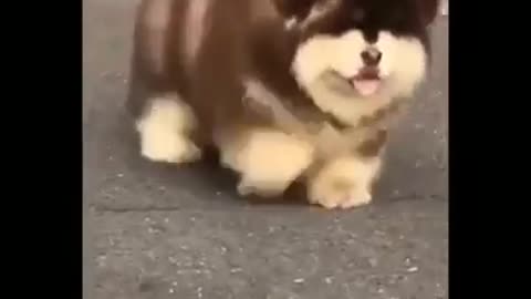 Parece un peluche este perrito