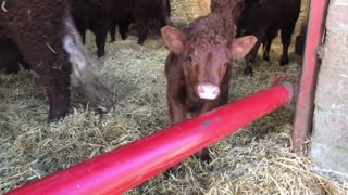 Newborn Highlands Calf - A Star Is Born!