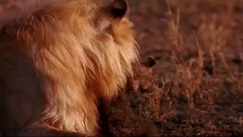 Leões Descobrem a Toca e Matam Filhote de Hiena