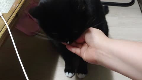 My cat eating chicken