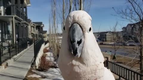 Cockatoo demonstrates his flawless chicken impression. Watch it