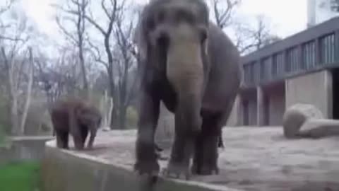 Try not to laugh Funny Elephant Video