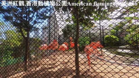 美洲紅鸛＠香港動植物公園 American flamingo（Phoenicopterus ruber）, mhp966, Dec 2020