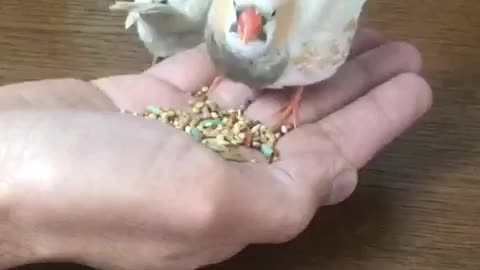 Zebra finch eating done my hand!!