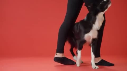 Dog trening video 🐕‍🦺🐕🐕‍🦺🐕