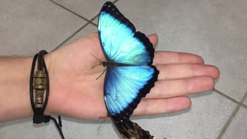 Most beautiful Butterfly's in the world