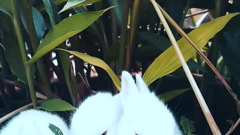 Cute Rabbit's resting on a pot with a plant